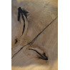 Table basse chêne 1600 x 560/680mm